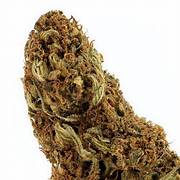 Big Bud
